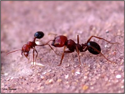 Angry Ants