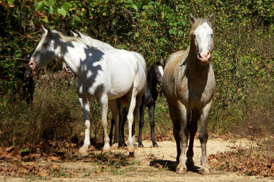 2-Current River Wild Horses at Sinking Creek.jpg
