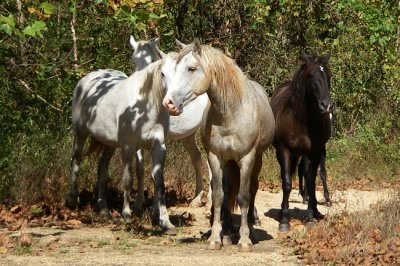 3-Current River Wild Horses at Sinking Creek.jpg