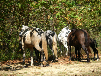 4-current river horses asses.jpg.jpg
