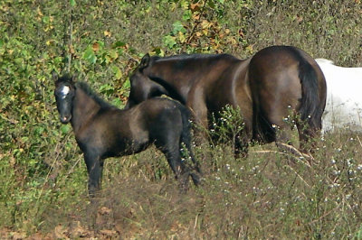 5-current river horses foal.jpg.jpg