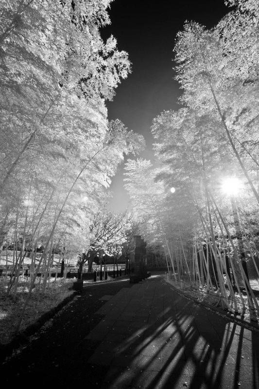 IR5D-7687web.jpg