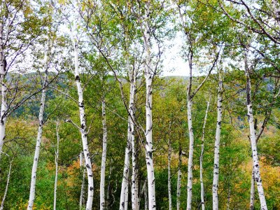white birches