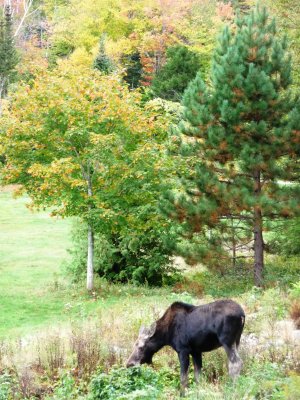 New Hampshire moose