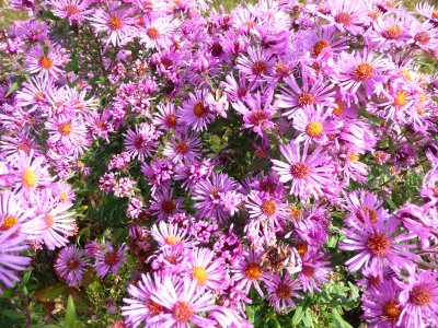 Asters