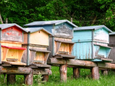bee houses