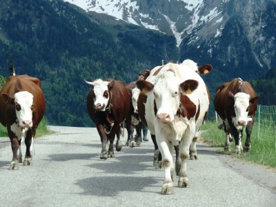 cows on mountain road