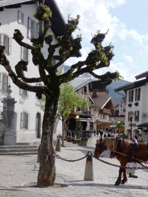 tree and horse