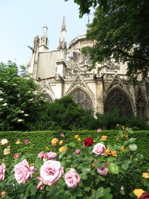 Notre Dame roses