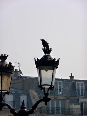 crow on lamp