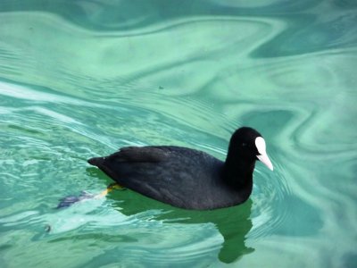 black duck