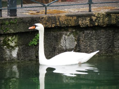 swan