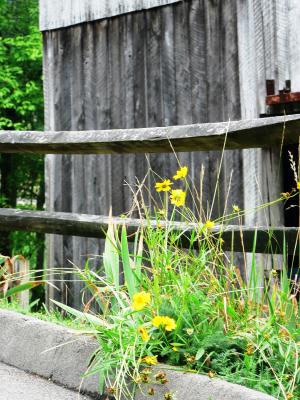 flowers fence.JPG