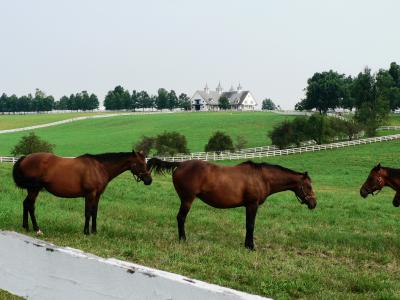 Lexington horses.JPG