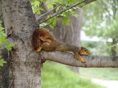 lazy squirrel.JPG