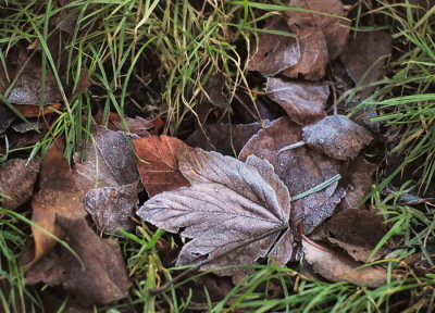 Frosted leaves 1_filtered_resize.jpg