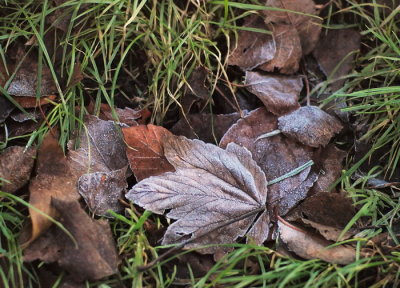 Frosted leaves 1_filtered_resize.jpg