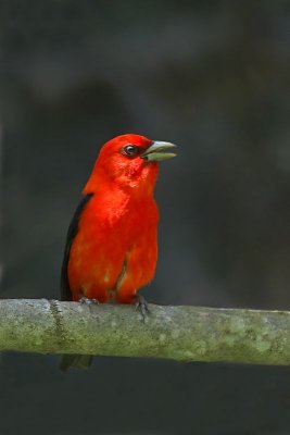 Scarlet Tanager