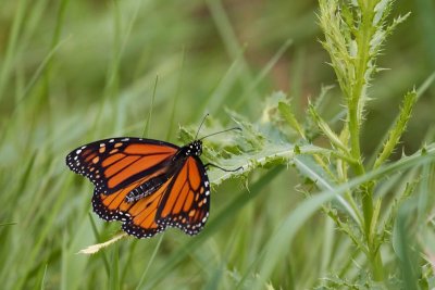 Monarch on Thistle