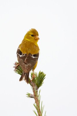 American Goldfinch