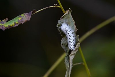 Hickory Tussock Caterpillar 