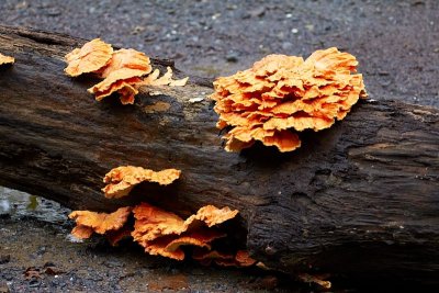 Orange Fungus on Log