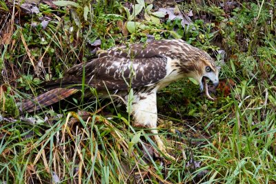 Red-tailed Hawk and Brown Snake
