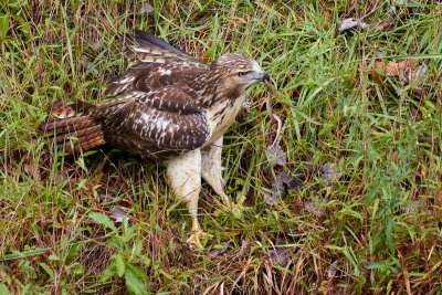 Red-tailed Hawk and Brown Snake