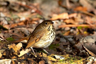 Hermit Thrush