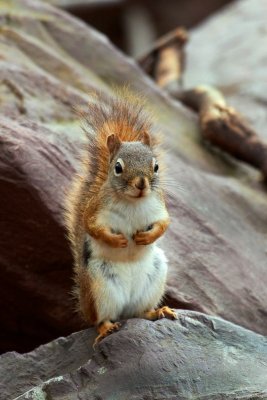 Red Squirrel