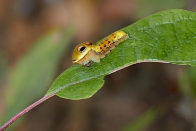 Caterpillar