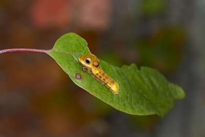 Caterpillar