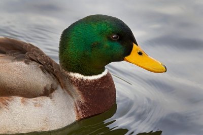 Mallard Drake