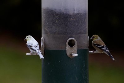 Leucistic American Goldfinch