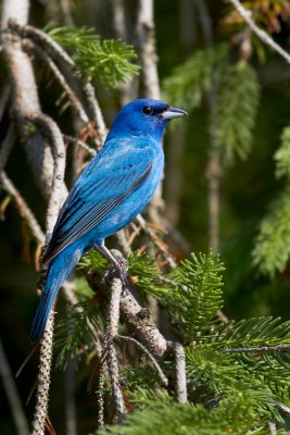 Indigo Bunting