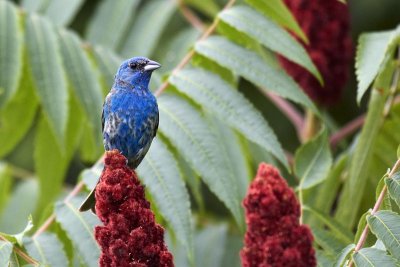 Indigo Bunting Molting