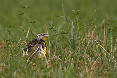Eastern Meadowlark