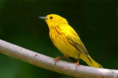 Yellow Warbler