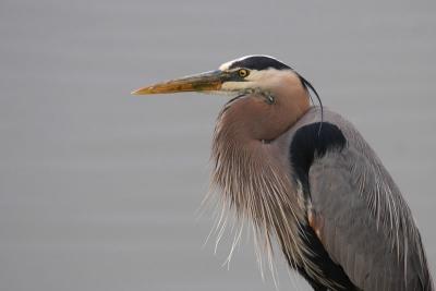 Heron Portrait