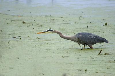 Heron on the Prowl