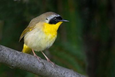 Common Yellowthroat