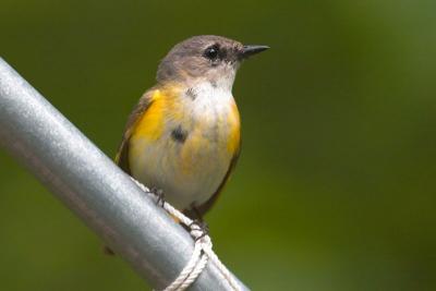 American Redstart (1st year Male)