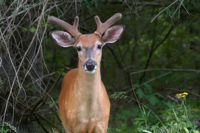 White-tailed Buck in Velvet