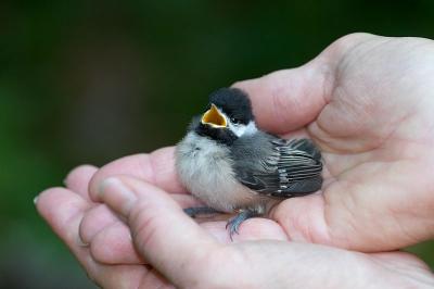 Chickadees, Titmice and Nuthatches