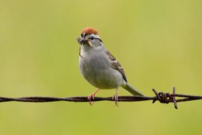 Chipping Sparrow