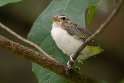 Red-eyed Vireo Fledgling