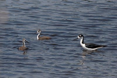 Black-necked Stilt and Young