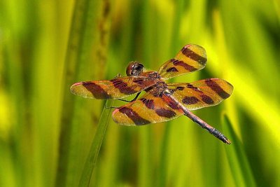 Dragonfly