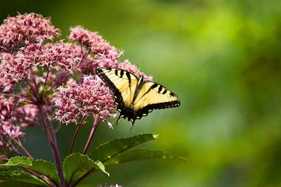 Tiger Swallowtail