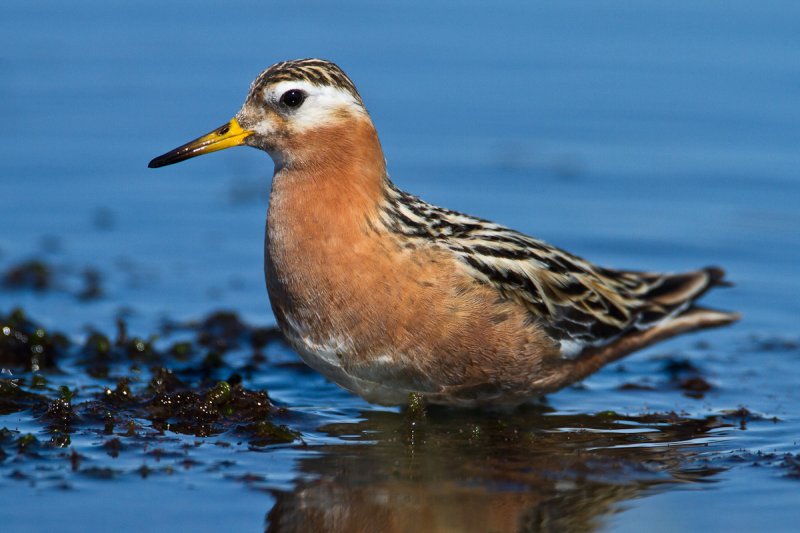 Red Phalarope